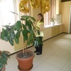 Антонина, 39, г.Микунь Антонина, 39, г.Микунь