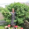 ЛАРИСА, 52, г.Барыш ЛАРИСА, 52, г.Барыш